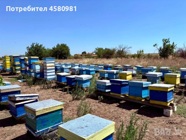 Продавам пчелни кошери