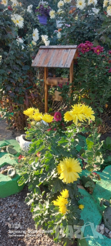 Продавам различни видове хризантеми , снимка 15 - Градински цветя и растения - 44752282