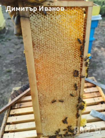 Пчелен мед Букет , снимка 4 - За пчели - 52142828