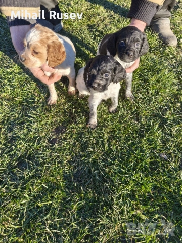 Епаньол бретон