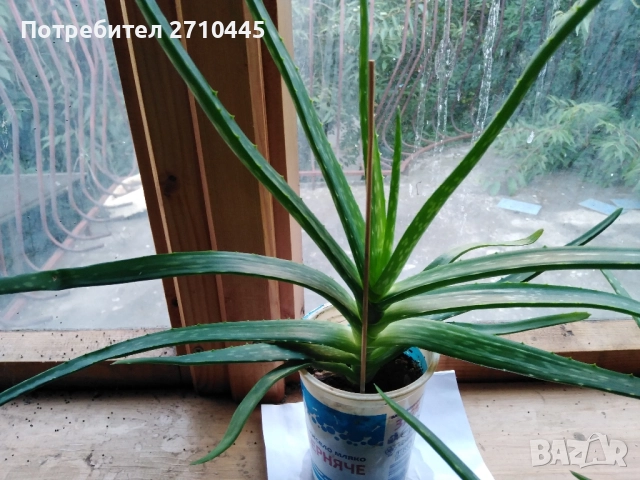 Лечебно Алое Вера, снимка 2 - Стайни растения - 37624538