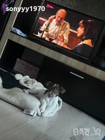 ДЖАК РЪСЕЛ-КУЧЕНЦЕ НА ДВА МЕСЕЦА-ЖЕНСКО 3110251939, снимка 6 - Джак ръсел териер - 52249827