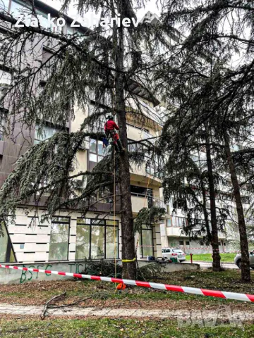Рязане,оформяне,укрепване на опасни дървета , снимка 12 - Други услуги - 39864280