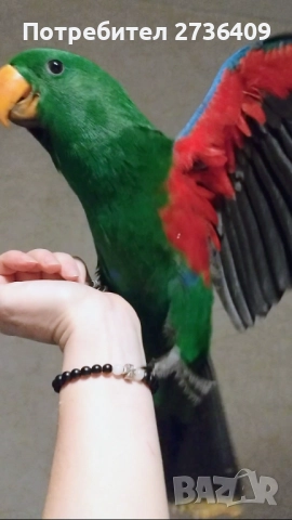 Папагал еклектус , снимка 4 - Папагали - 52723213