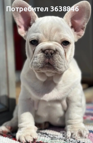Френски булдог