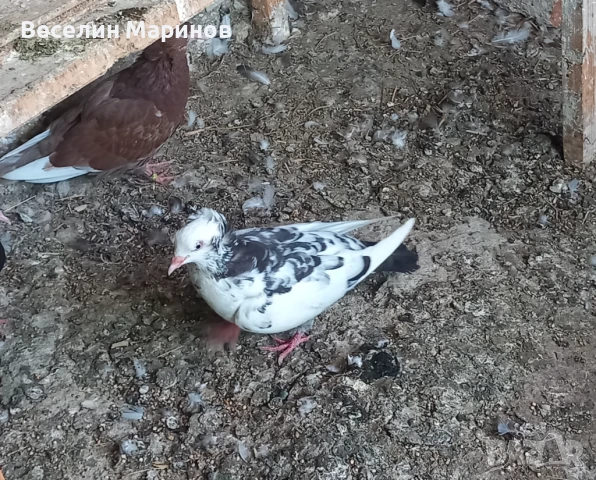 продавам  шуменски  гьлаби  и  американски храна4и, снимка 11 - Гълъби - 50969461