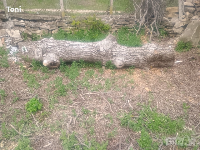 продава орех-материал, снимка 3 - Други - 54346182