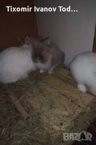 Продавам декоративни зайчета , снимка 3 - Декоративни зайчета - 53908608