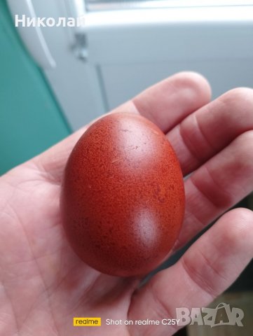 Разплодни яйца от Черен мед Маран, снимка 7 - други­ - 32314297