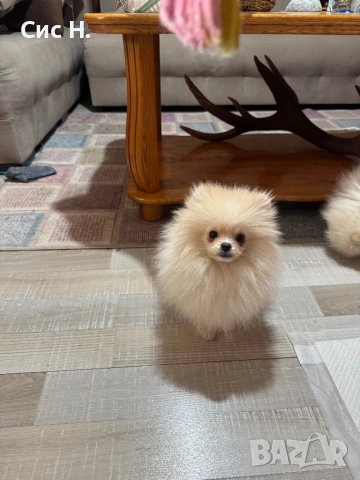 Померан момченце, снимка 4 - Померан - 53352957