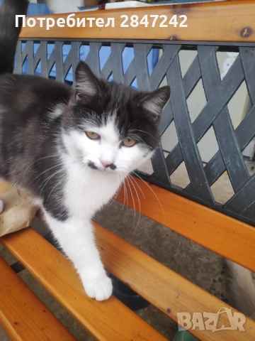 Подарявам котенца , снимка 4 - Персийска - 51806512