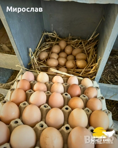 Яйца от селски кокошки
