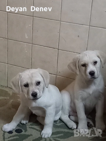 лабрадор реитривър 