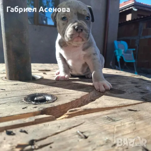 свободни Американски були , снимка 10 - Други животни - 56337723