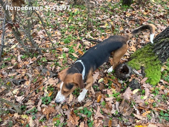 Продавам две гончета , снимка 4 - Гонче - 53010499