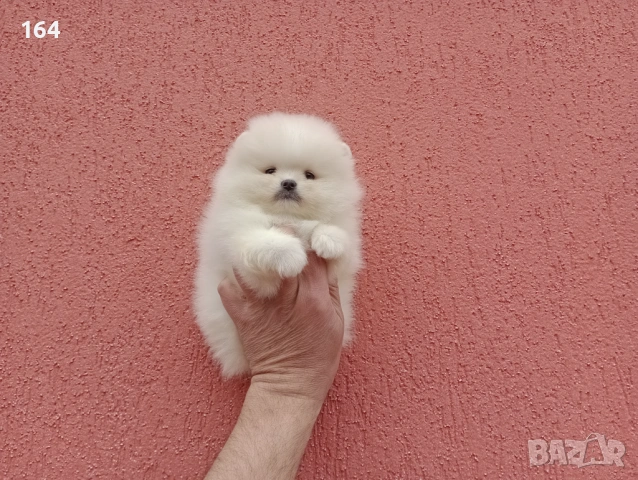 Чисто бели мини Померани. Реални снимки !!! , снимка 5 - Померан - 53915646