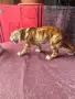 Много красив порцеланов тигър, снимка 9
