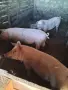 продавам 2 женски прасета, снимка 3