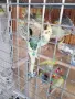 Вълнисти папагали и Корели , снимка 5