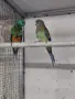 Пойни папагали🦜, снимка 1