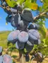 🍑☀️ НАТУРАЛНИ СУШЕНИ НА СЛЪНЦЕ СИНИ СЛИВИ ОТ ЕЛЕНСКИЯ БАЛКАН ☀️🍑, снимка 12