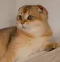 Шотландски мъжки женски , снимка 4
