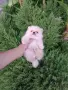 Мини момченце. Померан., снимка 4