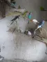  Продавам корели и вълнисти папагали , снимка 4