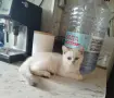 Сребърно британче момче , снимка 3
