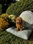 Мини пудел момче и момичета с генетични изследвания / Mini Poodles, снимка 6