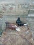 Николаевски гълъби 5 двойки , снимка 14