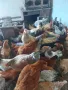 продавам домашно гледани кокошки петли пилета , снимка 9