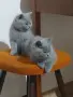 Късокосместа британска-синя, снимка 2