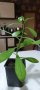 Каучукова палма-стайно цвете, снимка 1 - Стайни растения - 40775442