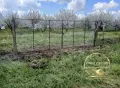 овощна градина село Узунджово, снимка 2