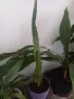 Фикус,бенджамин ,кактуси,юка,замиокулкас  и др.едри цветя, снимка 14