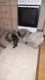 Коте на два месеца , снимка 3
