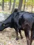 Юница на една година , снимка 6