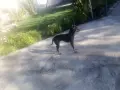 Мини пинчер.... , снимка 9