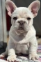 Френски булдог, снимка 1
