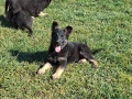 малки немски овчарки, снимка 10