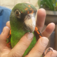 Продавам Жардина (Конгоански папагал), снимка 4 - Папагали - 44779416