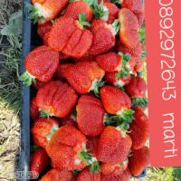 Разсад ягоди. .И .малини., снимка 7 - Разсади - 44720432