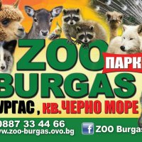 Ферма за пауни,Бургас - продава пауни , снимка 2 - други­ - 12063746