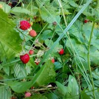 Горска ягода - Дива ягода  Сорт горски рюген, снимка 4 - Градински цветя и растения - 29282698