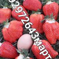 Разсад. ягоди. и. малини , снимка 6 - Разсади - 44609727