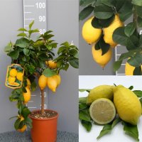   Лимон Лимонови дръвчета ,лимон дръвче цена, снимка 1 - Градински цветя и растения - 36625824