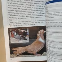 Български гълъби и кокошки, снимка 11 - Енциклопедии, справочници - 42222208