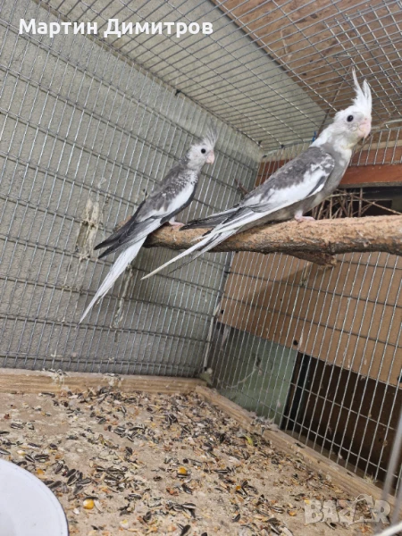 Млади мъжки Белолики корели  , снимка 1