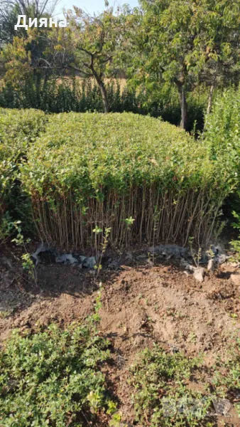 Лигуструм жив плет, снимка 1